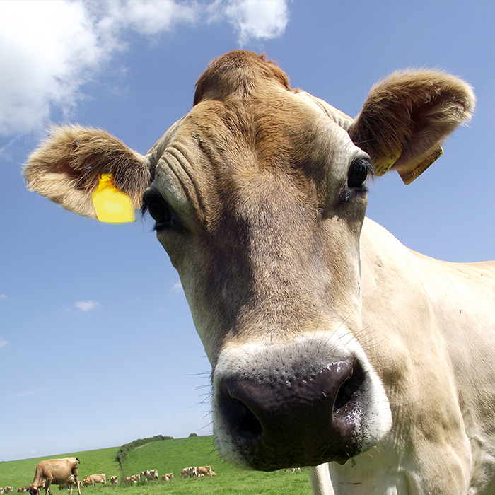 Our cows - Langage Farm Jersey & Guernsey cows